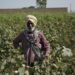 Punjab minister: Farmers have rapid, simple access to high-quality seeds
