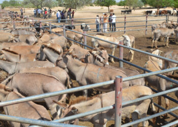 China is eager to acquire dogs and donkeys from Pakistan