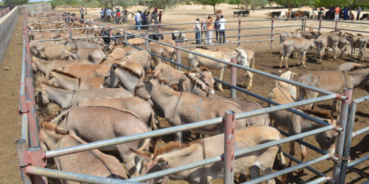 China is eager to acquire dogs and donkeys from Pakistan