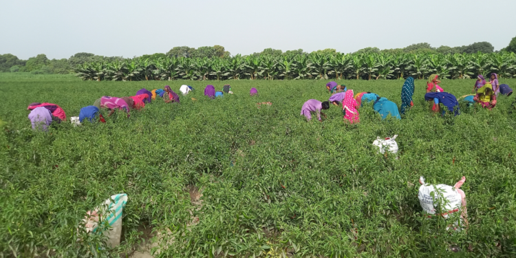 CPEC will accelerate Pakistan’s upgrading of its agriculture and food industry