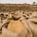 Areas Affected By Floods Need 2,990,000 Seed Bags for Rabi Crops