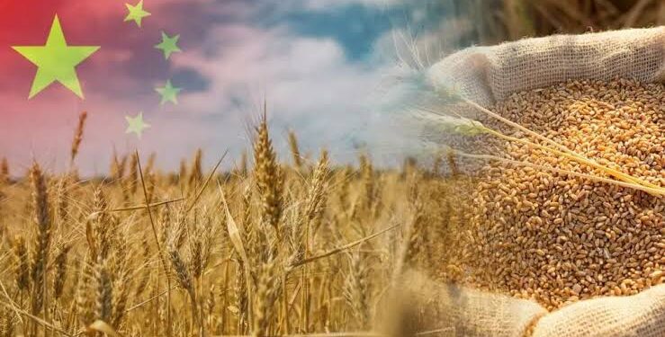 2025 میں چین میں اناج کی پیداوار  714.9بلین کلوگرام تک پہنچ گئی
