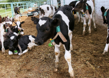 پاک چین مشترکہ ویٹرنری ٹیکنالوجی سینٹر کے قیام پر اتفاق