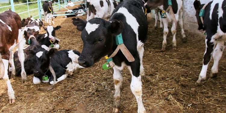 پاک چین مشترکہ ویٹرنری ٹیکنالوجی سینٹر کے قیام پر اتفاق