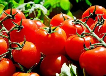 چین میں جین ایڈیٹنگ ٹیکنالوجی سے پاپ کارن کی مہک والا ٹماٹر تیار