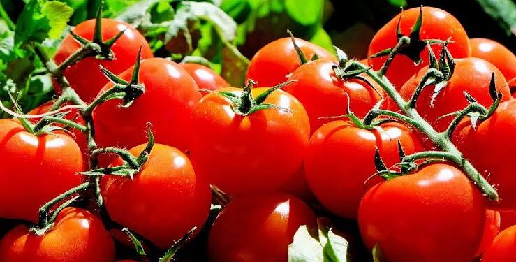 چین میں جین ایڈیٹنگ ٹیکنالوجی سے پاپ کارن کی مہک والا ٹماٹر تیار